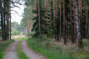 eco candles: illuminating the path to a greener lifestyle