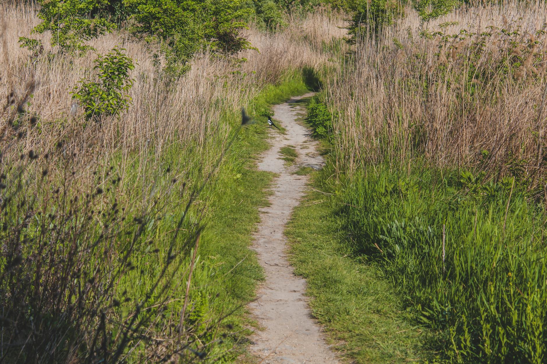 A scenic rural path winding through lush green summer fields with tall grass.