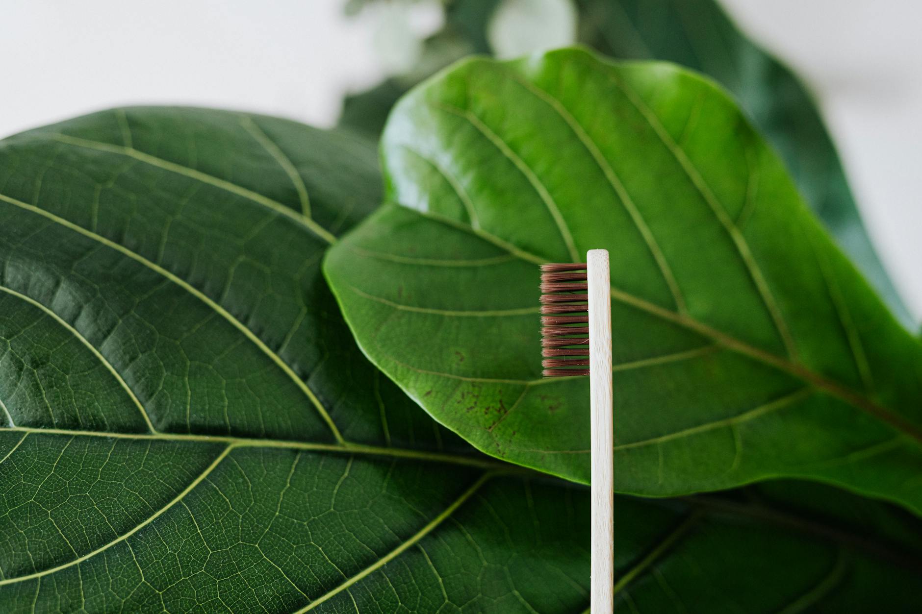 Sustainable toothbrush placed against large green leaves emphasizing natural oral care.