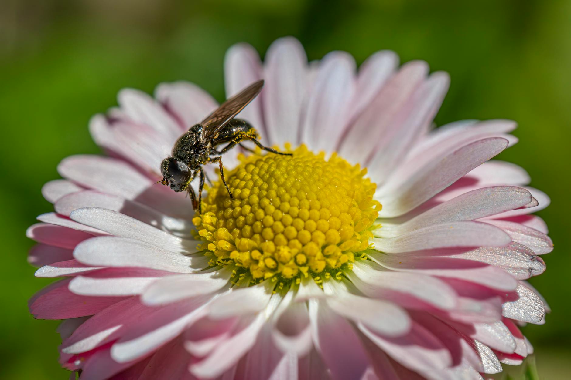 Close-up image of a fly resting on a pink daisy, highlighting nature's intricate details.