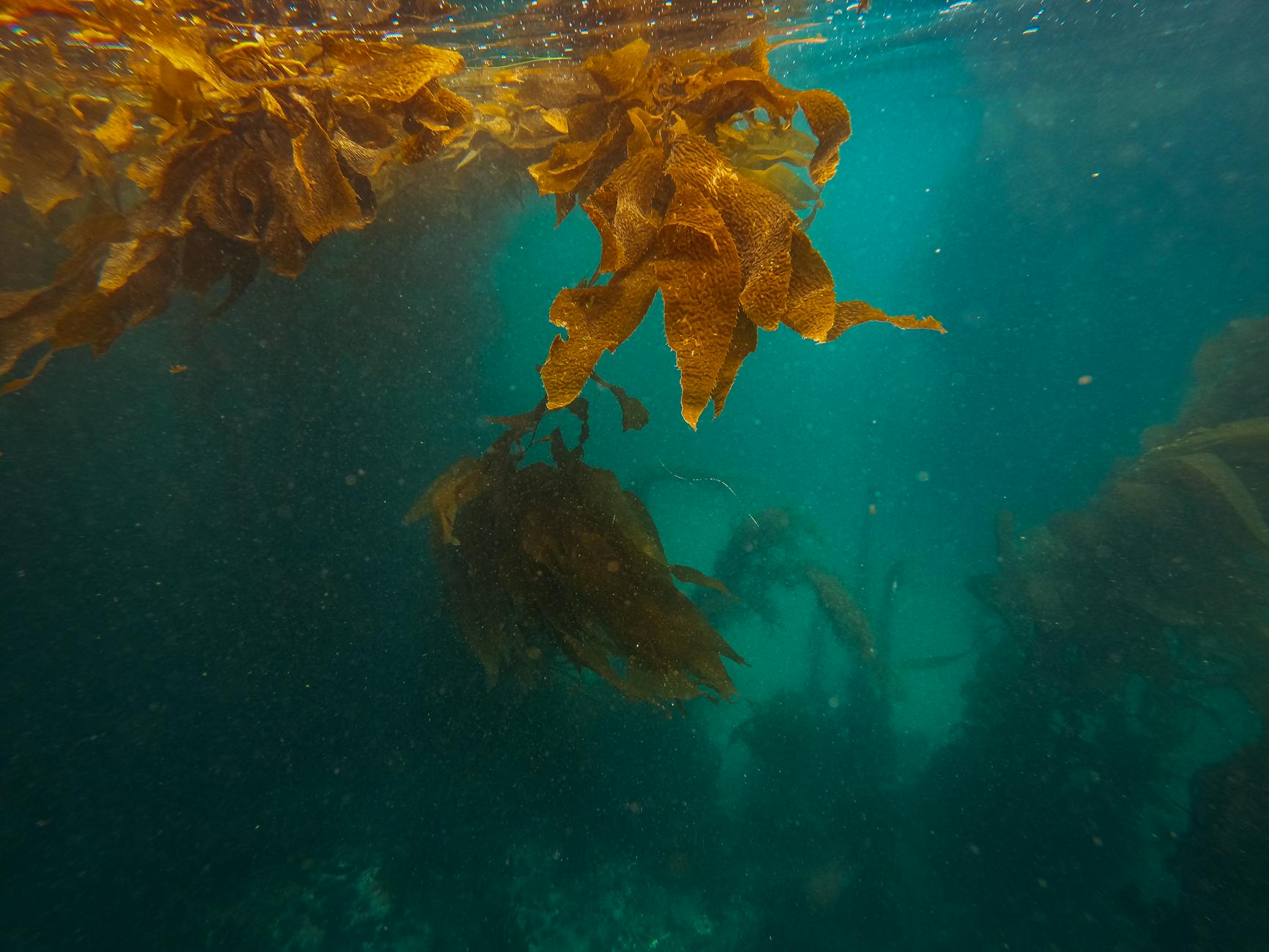 Captivating underwater scene of kelp swaying in the deep blue ocean habitat.