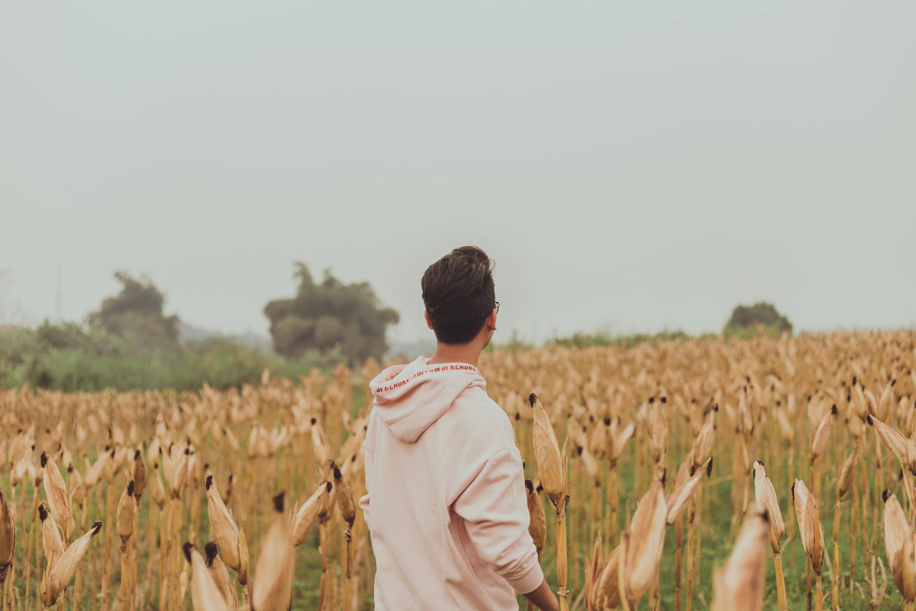 A man in a hoodie walks through a dried cornfield on a cloudy day, embracing nature.